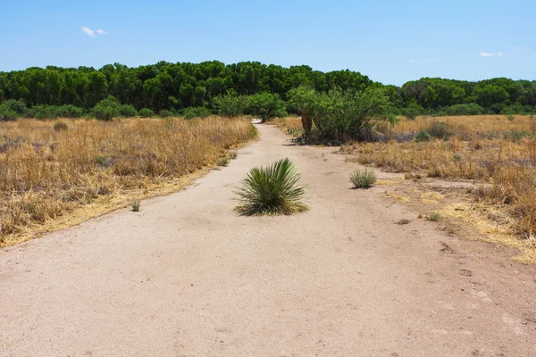Desert forest and field — Stock Photo, Image