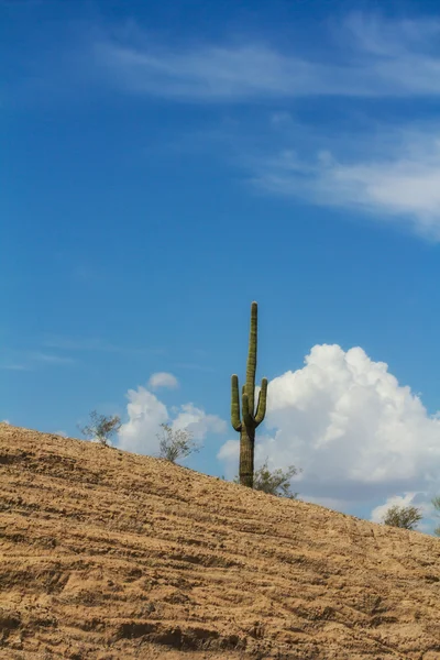 Cactus in desert — Stock Photo, Image