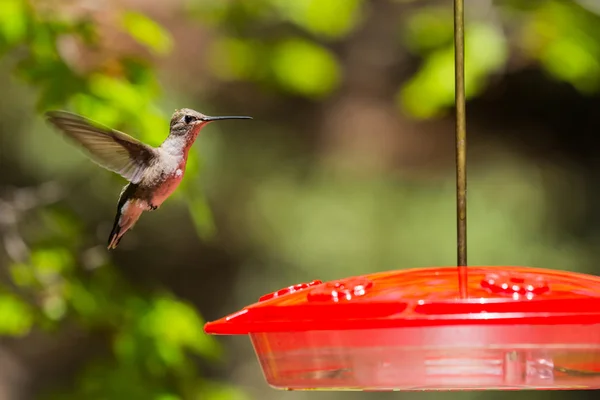 Hummingbird flying