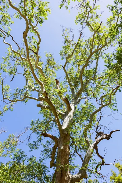 Unter dem Baum — Stockfoto