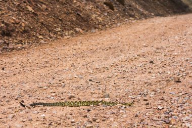Çıngıraklı yılan yolda