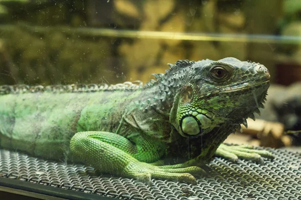 Iguana in aquarium — Stock Photo, Image