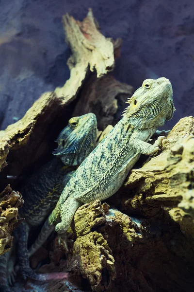 Iguana on rocks — Stock Photo, Image