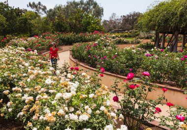 Bir gül bahçesinde yürüyüş