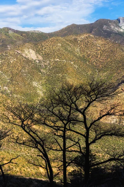 Ağaçlar siluet — Stok fotoğraf