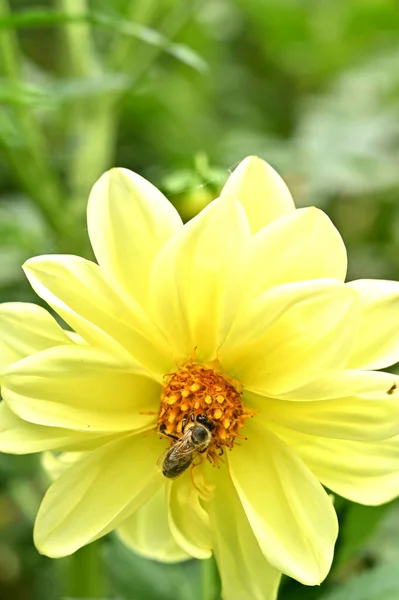 Garden flowers with honey bee on it, isolated, close-up