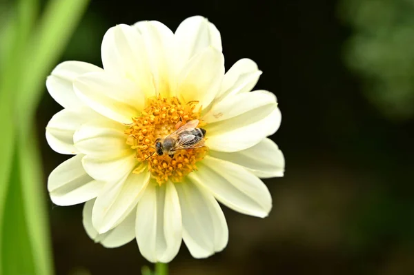 Garden flowers with honey bee on it, isolated, close-up