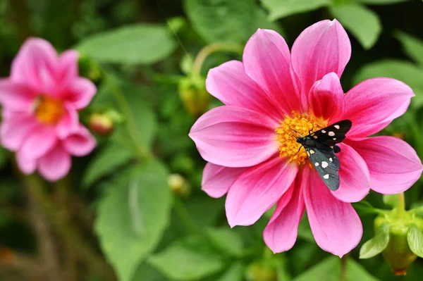 Flowers in garden with beautiful butterfly on it, isolated, close-up