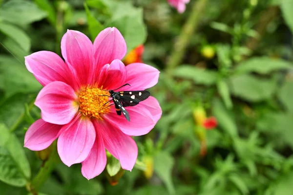 Flowers in garden with beautiful butterfly on it, isolated, close-up