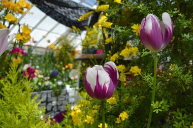 Seradaki Çiçekler ve Bitkiler