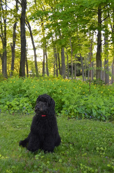 Labradoodle yapılan yarda yaz