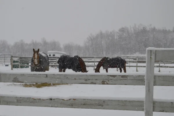 Paarden op boerderij in de winter — Stockfoto