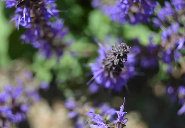 Mor çiçek, yakın plan.