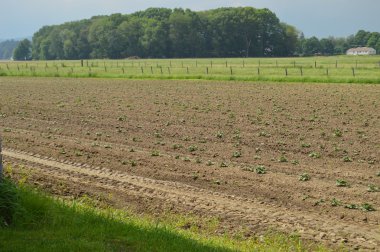 Çiftlik alanında büyüyen bitkiler