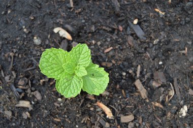 yeni yeşil bitki toprak