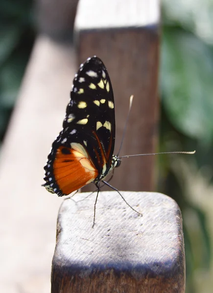 Butterfly on fence — Stock Photo, Image