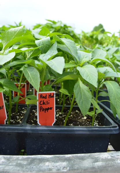 biber biber bitkiler