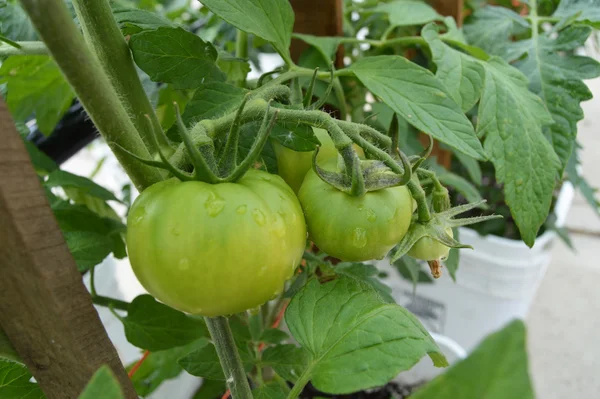 Tomates verdes en la vid — Foto de Stock