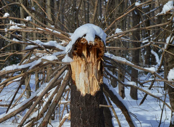 Ormanda kırık ağaç