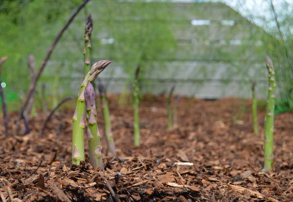 Asperges groeien in tuin — Stockfoto