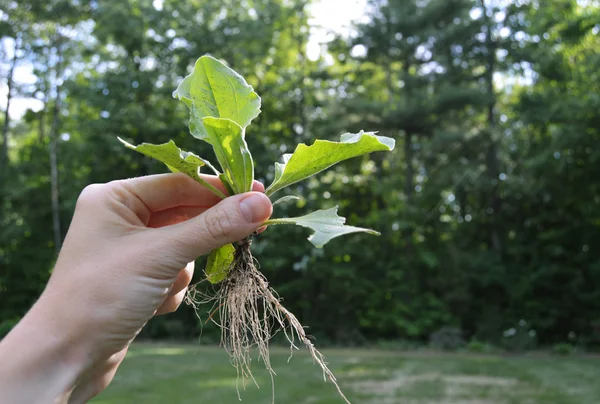 Planta de mano verde con raíces — Foto de Stock