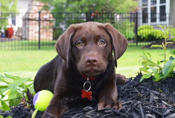 çikolata labrador yavrusu