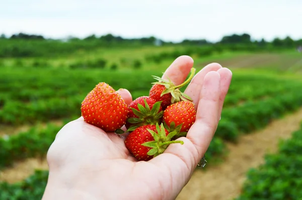 Tarlada taze çilek tutarken