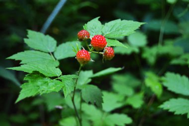 Çalının üzerinde olgun kırmızı ahududular