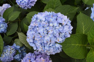 Mavi Ortanca Tam Bloom