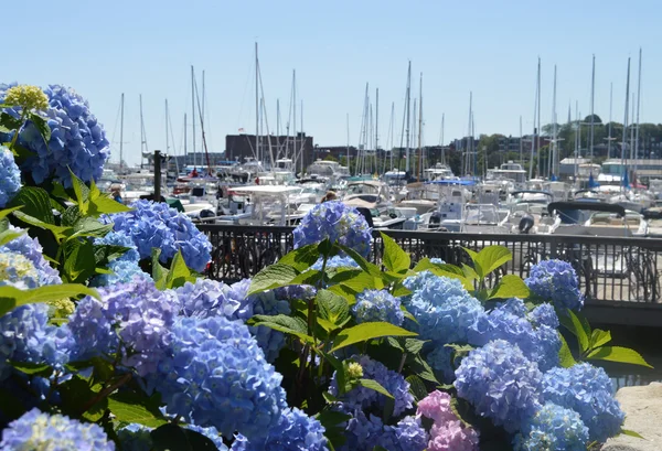 Hortênsias em Boat Harbor — Fotografia de Stock