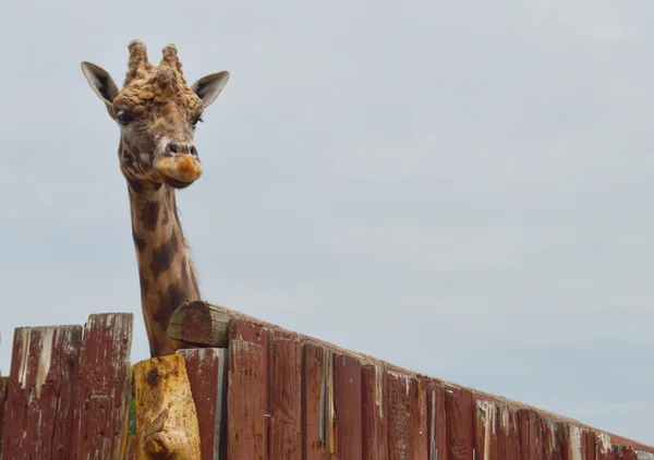 Çitin üzerinden bakmak zürafa
