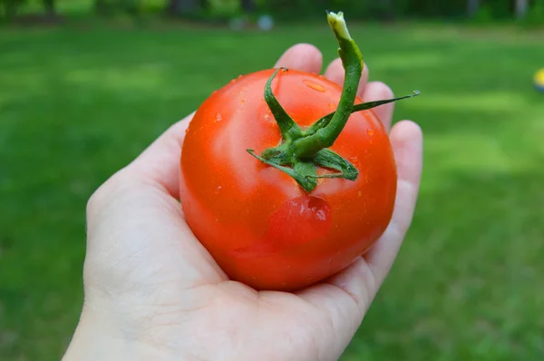 Rode tomaten — Stockfoto