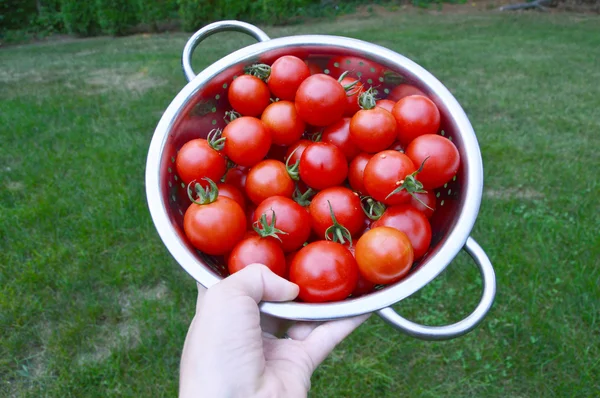 Zbiory pomidorów — Zdjęcie stockowe