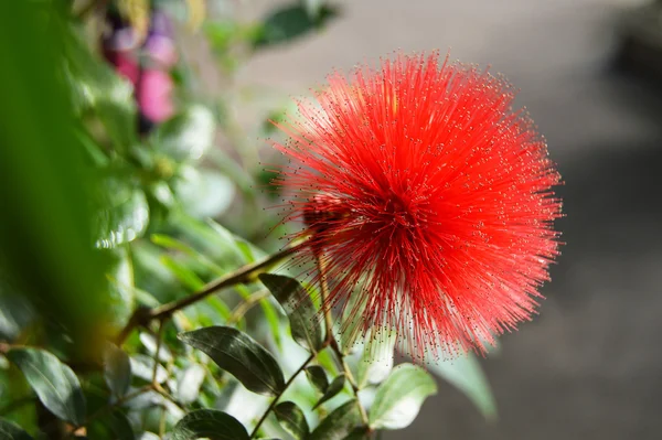 Red Pom Pom Flower