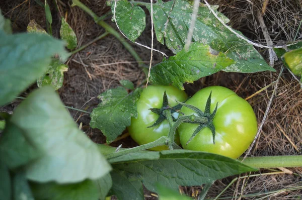 Tomates verdes en la vid — Foto de Stock