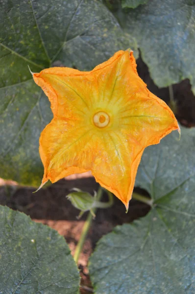 Flor de calabaza en forma de estrella — Foto de Stock