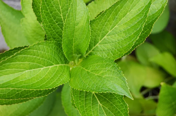 Yeşil bitki yaprakları