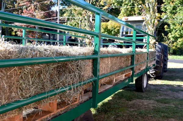 Sonbaharda renkli Bahçesi