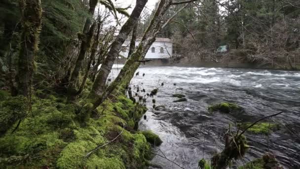 Filmación de vídeo de Upper McKenzie River en Oregon — Vídeos de Stock