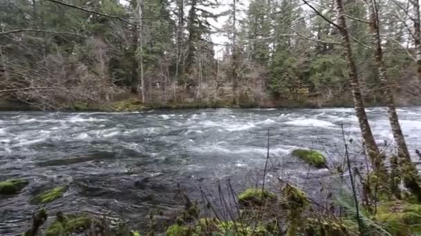 Images vidéo du cours supérieur du fleuve McKenzie en Oregon — Video