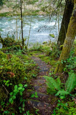 Oregon orman merdiven