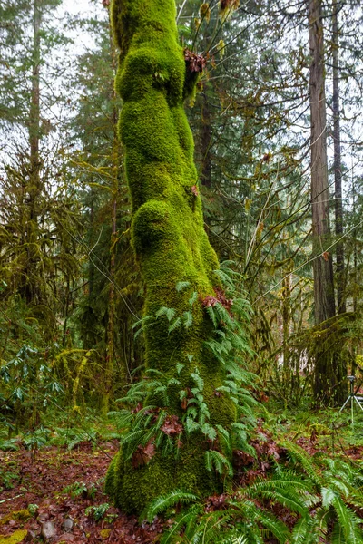 Duża paproć objętych drzewa — Zdjęcie stockowe