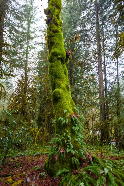 Grande albero coperto di felce — Foto Stock