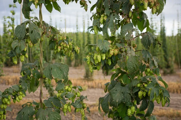 Fazenda Hop comercial em Oregon — Fotografia de Stock