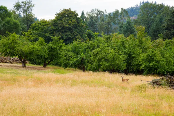 Viltlevende hjort i felt – stockfoto