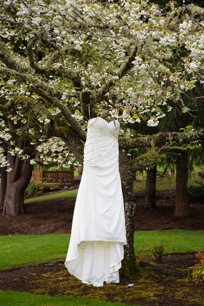 Свадебное платье невесты висит на дереве — стоковое фото