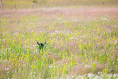 Keçi alanında gizleme