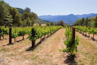 Büyüyen üzüm üzüm