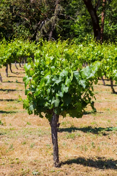 Вирощування винограду на винограднику — стокове фото