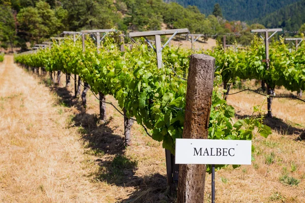 Vineyard Grape Growing — Stock Photo, Image